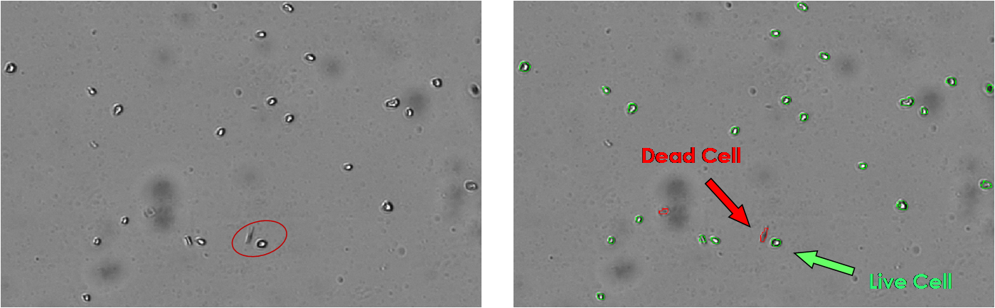 X2-algae BF trypan blue.png